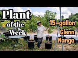 Plant of the Week | 15-gallon 'Glenn' Mango Tree