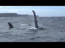 WHALES Ambush