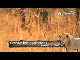 Grandes Felinos Africanos