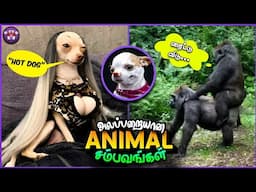 கோளாறான விலங்குகள் சம்பவங்கள் | Funny Animals | The Magnet Family 2.0