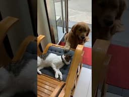 New Funny Cats and Dogs Videos 2025😂 Funniest Animals_Try not to laugh😻