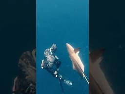 Spearing Around MASSIVE Bullsharks!  #fishing #commercialdiving #bigfish