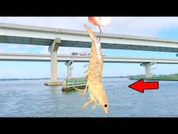 Tossing Live Shrimp Out for a Fish Every Cast!