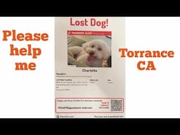 Help me find my dog Charlotte | Lost Dog | Torrance CA