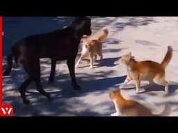 This Dog Messed with the Wrong Cats