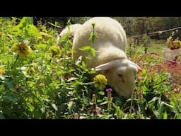 Feeding My Garden To The Sheep | First Frost Is Here On The Homestead