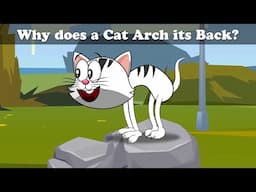 Why does a Cat Arch its Back? + more videos | #aumsum #kids #cartoon #whatif