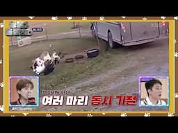 [애니퀴즈] 염소가 기절한 이유는? [동물은 훌륭하다] | KBS 250210 방송