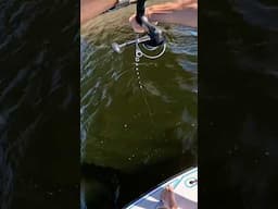 Monster Black Drum Fight on Micro Skiff! #microskiff #fishing #smallboatfishing