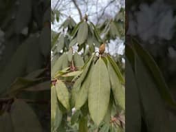 Why do my rhododendrons look wilted in cold weather? #plantadaptations #nowyouknow