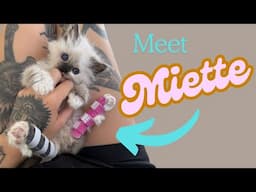 Meet Miette, a kitten with backwards legs!