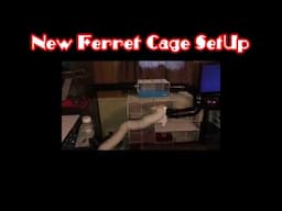 New Ferret Cage SetUp - Ferret Care VOL. 5