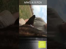 Military Working Dog K9 POV #militaryworkingdog #army #k9 #MOD #usmilitary #usarmy