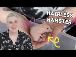 GETTING A HAIRLESS SYRIAN HAMSTER