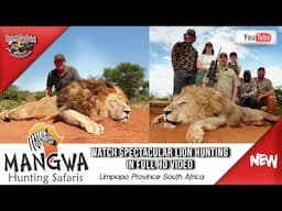 Mangwa Hunting Safari's South Africa Lion & plains game hunting #lionhunt,#lionhunting,#lionvideo,