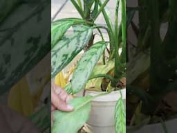 Aglaonema Pest Control | Scale Pest