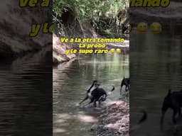 Mi perro conoce el río 😨