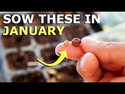 You MUST Grow These Seeds in JANUARY