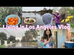 Living in Los Angeles Vlog