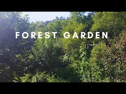 Forest Garden Walkthrough & Morning Bird Songs - Relaxing Nature Video and Sound - Spain