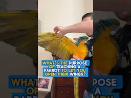 Why Teach a Parrot to Let You Open Their Wings?