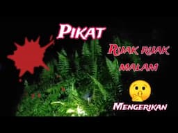 pikat ruak ruak malam