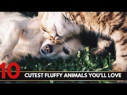 Top 10 Cutest Fluffy Animals You'll Love