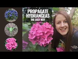 How To Propagate Hydrangeas From Cuttings Without Using Rooting Hormone