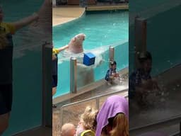 Seaworld Walrus Slowpoke wait till the end ☺️🙈 #seaworldorlando #seaworld #walrus #splashzone