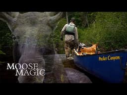 Moose Magic: Algonquin Canoe Trip with an Unforgettable Campsite Visitor!