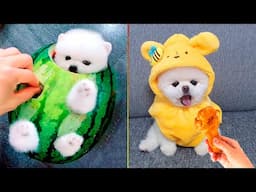 Cute Pomeranian Puppies Doing Funny Things #7 | Cute and Funny Dogs - Mini Pom