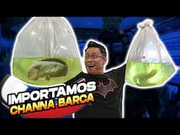 Compre 2 de los peces Cabeza de Serpiente más Caros del Mundo