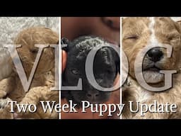 VLOG: THE PUPPIES HAVE OPENED THEIR EYES! PLUS NEW YEARS AT THE PROVIDENCE MALL