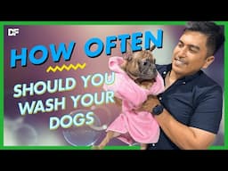 How Often Should You Bathe Your Dog?