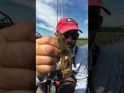 Which frog is the better choice??   #kayakfishingtips #frogfishing #topwaterbassfishing #topwater