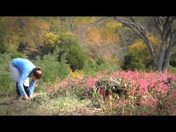 Growing and Processing Indigo