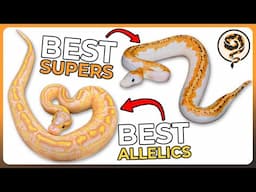 These are 9 of the Best Super and Allelic Ball Python Morphs!