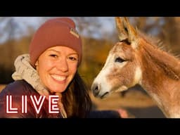 The Donkeys Join the Livestream! (Shenanigans, Life Updates, Q&A)