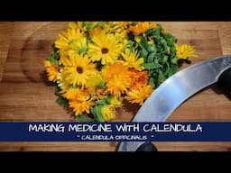 Making Medicine with Calendula officinalis