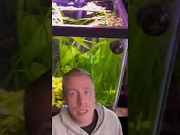 Fish Tank Advice