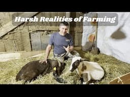 Harsh Realities of Farming (graphic content)