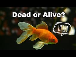 How to Tell if Goldfish are Sleeping or Dead - REACTION