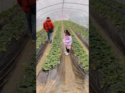 Strawberry picking in winter.