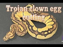 Trojan clown egg cutting