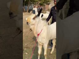 Bade Bakre At AJ Goat Farm