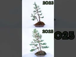 How to make an Elegant Juniper Bonsai pt. 2