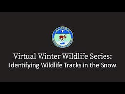 Winter Wildlife Series: Identifying Wildlife Tracks in the Snow