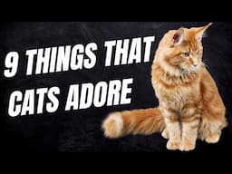 9 Things That Cats Adore