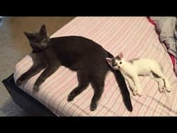 Funny Cat Videos Brighten Up Your Day 2025