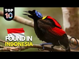 10 UNIQUE Animals ONLY Found in Indonesia 🇮🇩